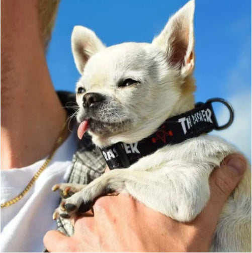 Thrasher Skategoat Dog Collar 3/4"