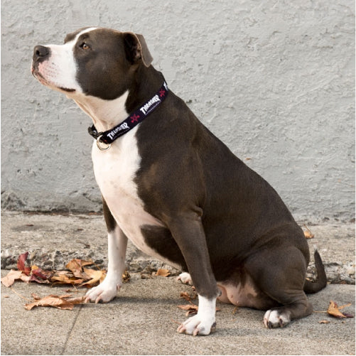 Thrasher Skategoat Dog Collar 1"