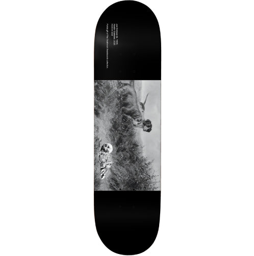 Deathwish Dickson Museum Skateboard Deck 8.5" full